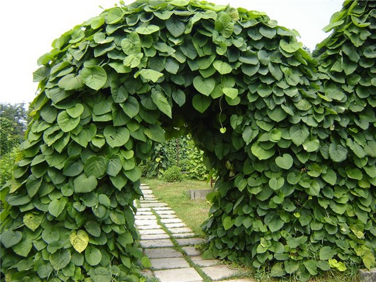Кирказон твердый
