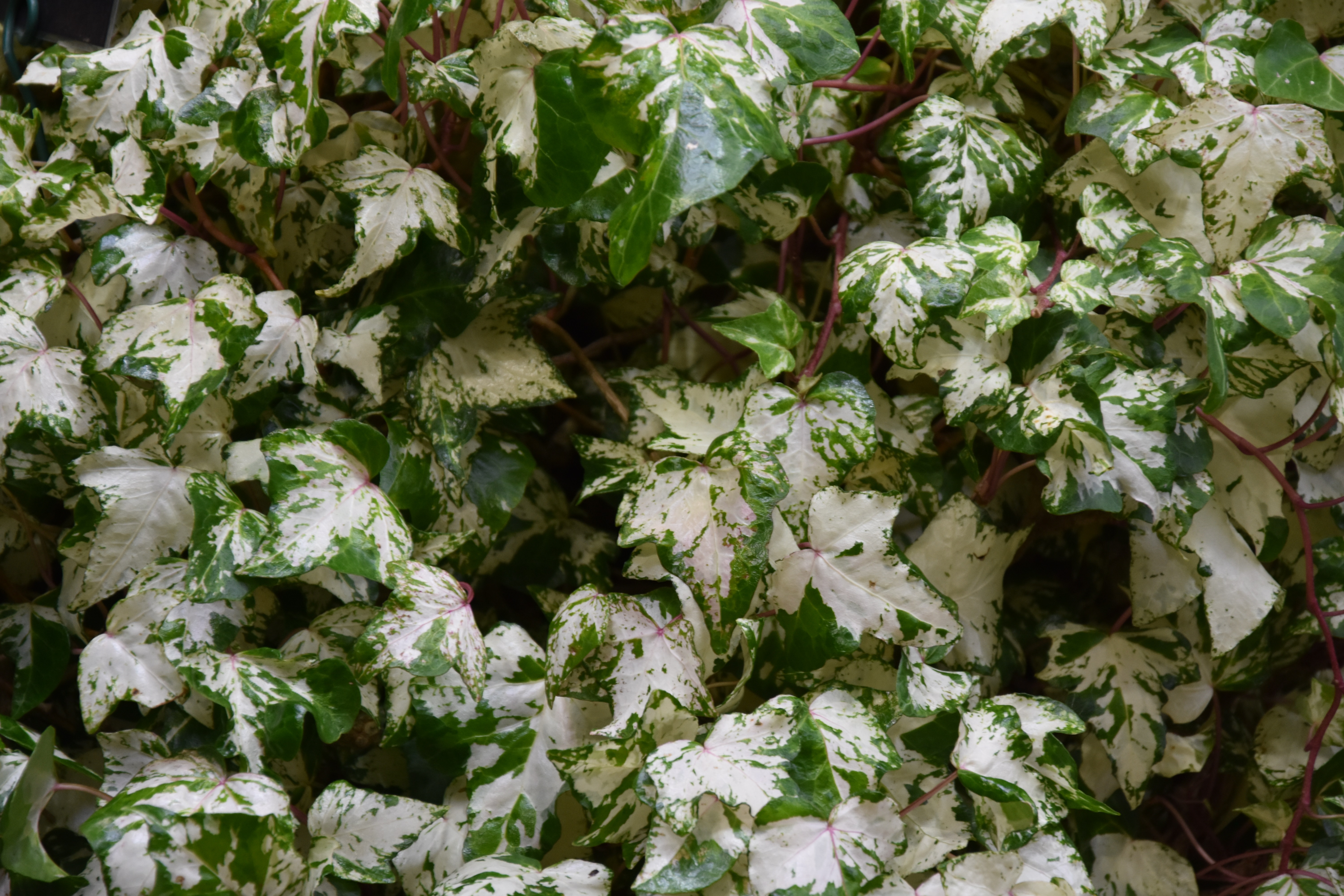 Плющ пестрый