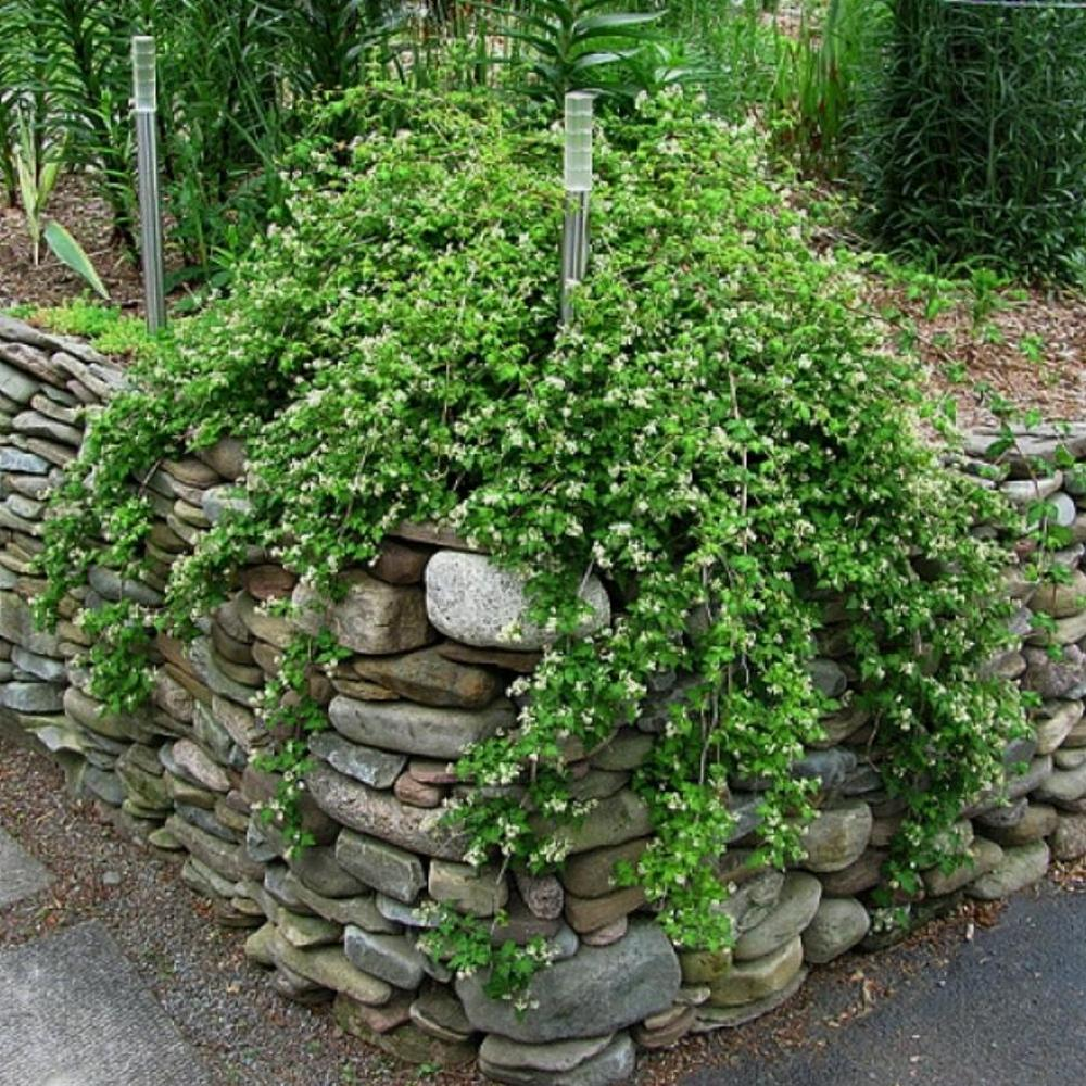 Стефанандра