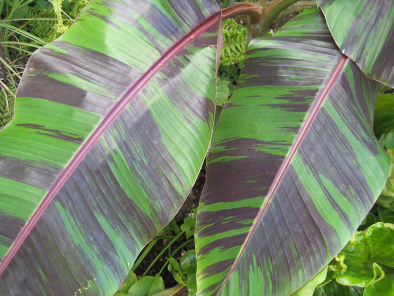 Банан дарджилингский