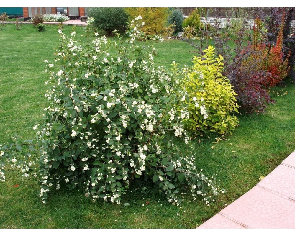 Снежноягодник