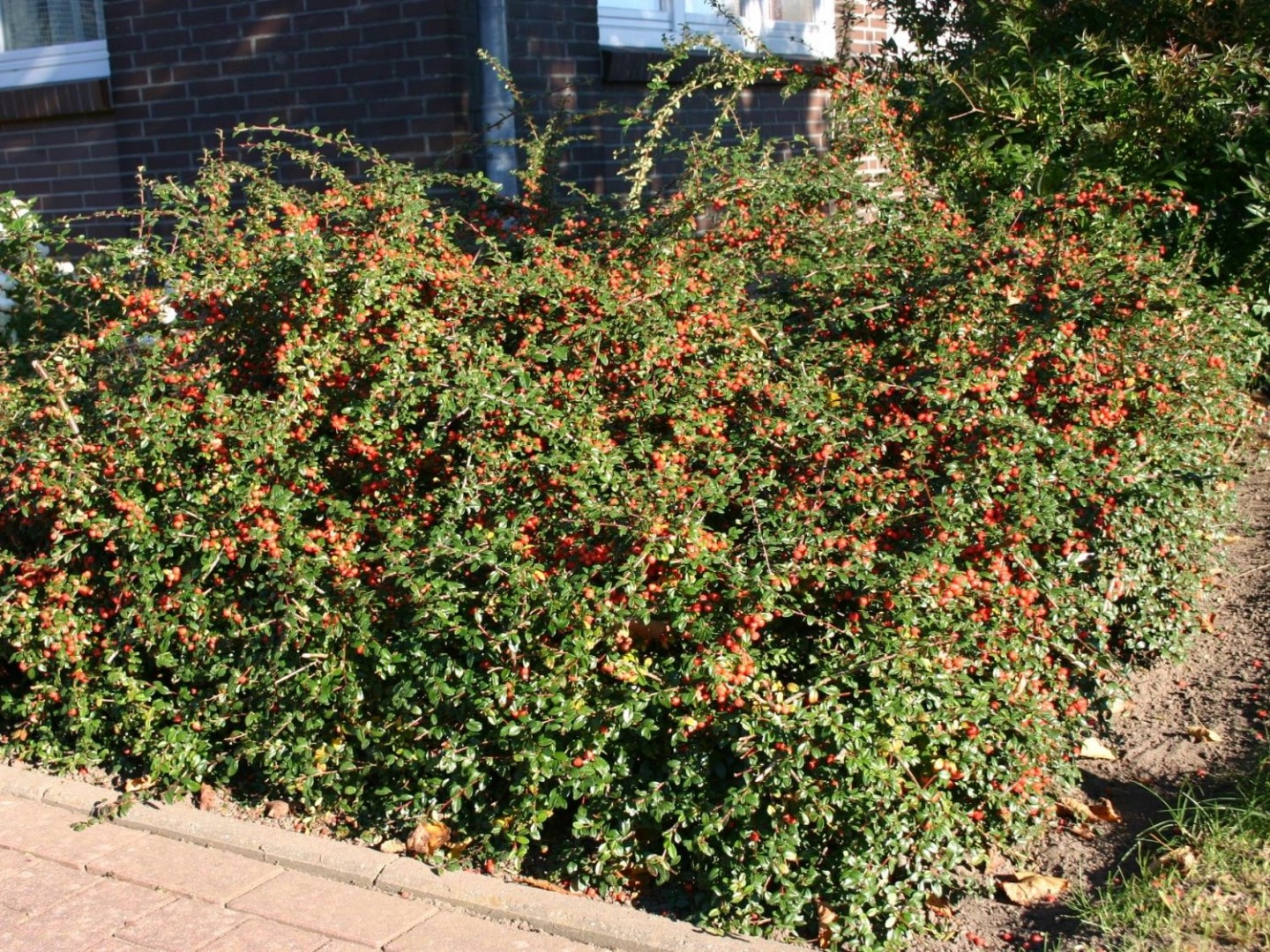 Кизильник пузырчатый