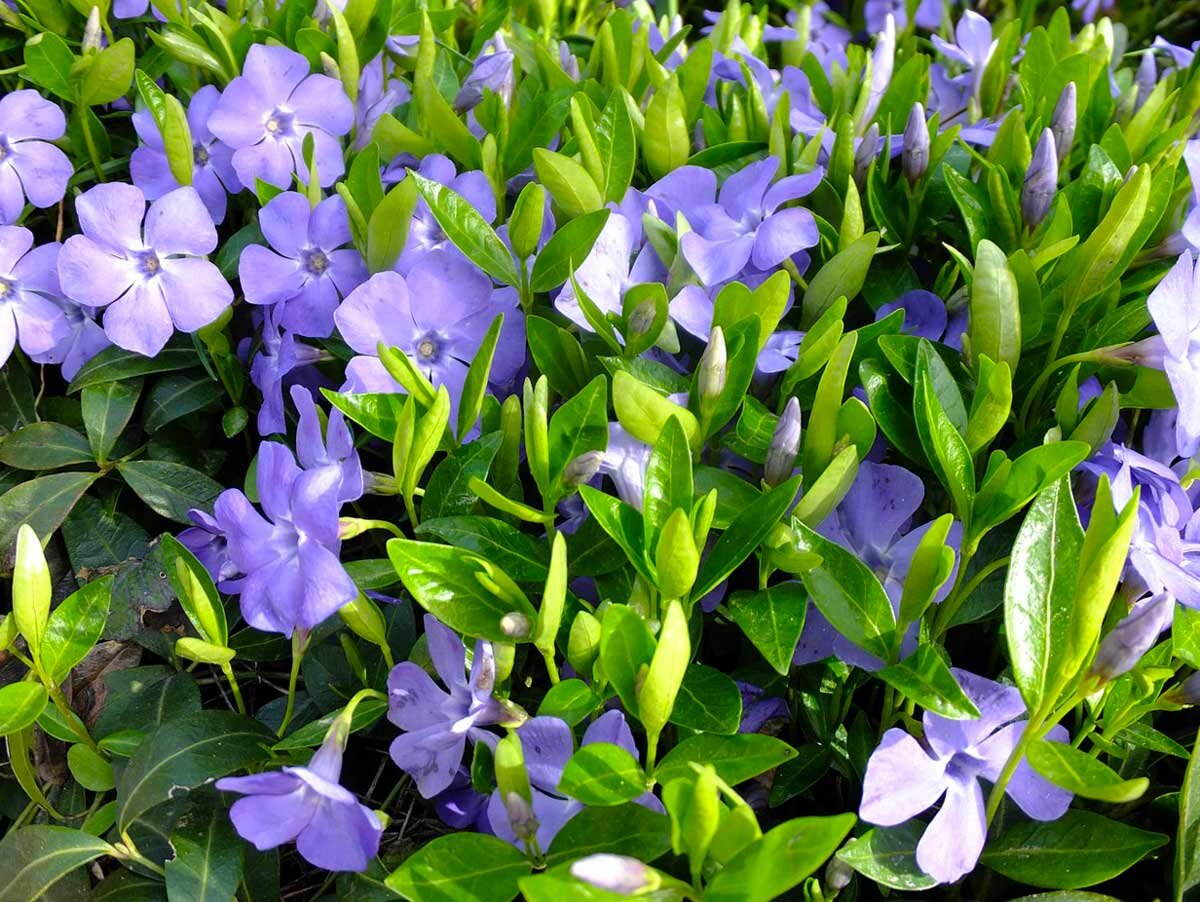 Барвинок прямой