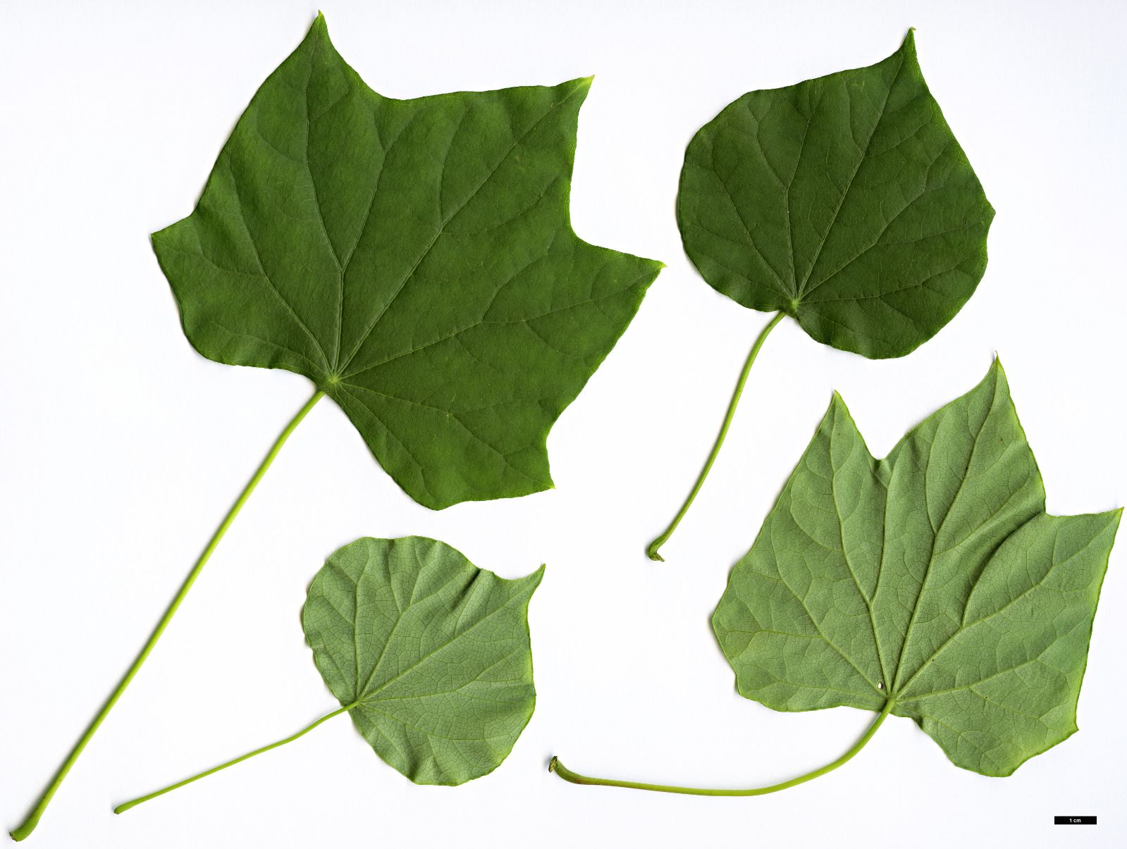 Луносемянник гибридный