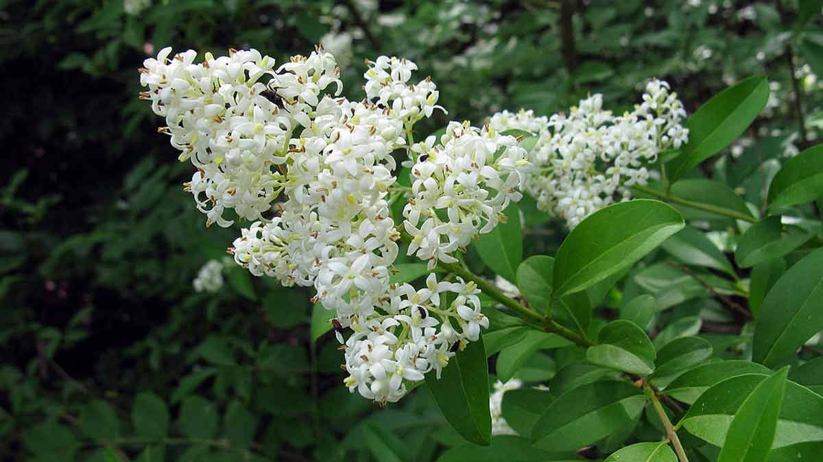 Бирючина блестящая Бирючина блестящая