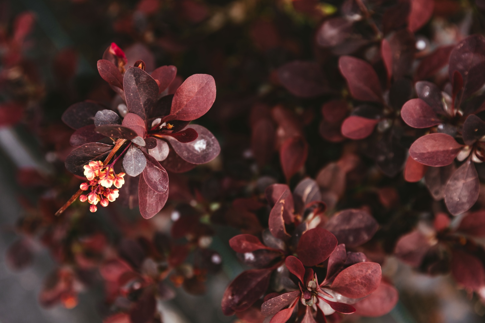 Барбарис оттавский Барбарис оттавский