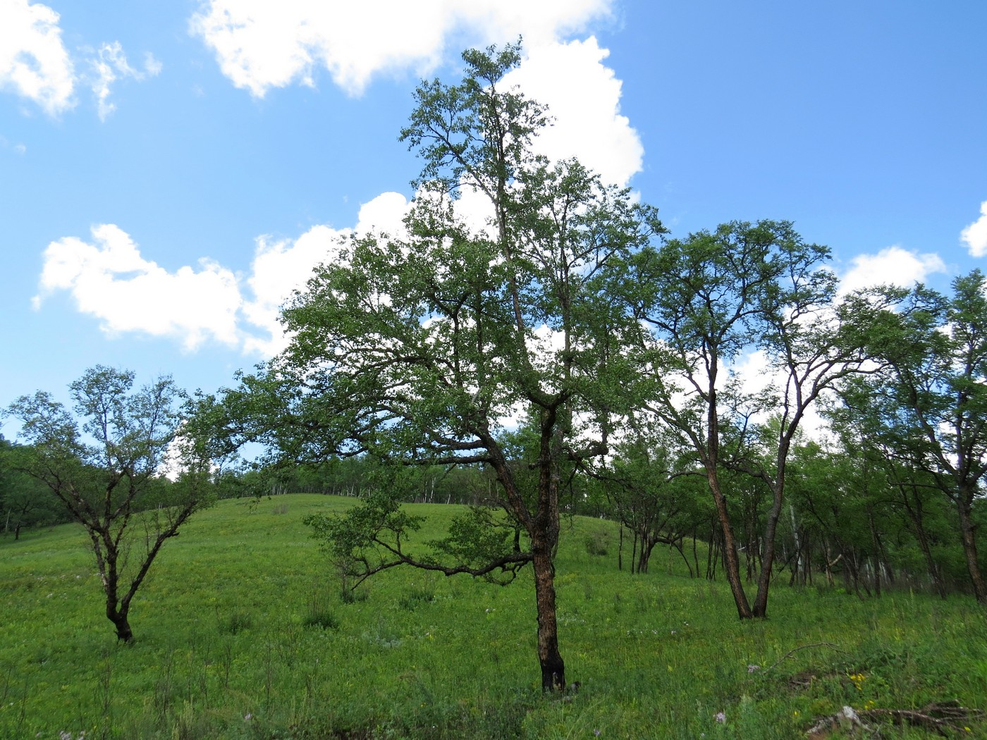 Береза даурская