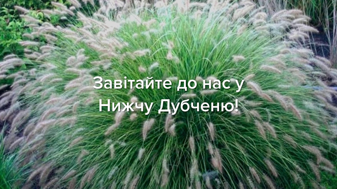Пеннисетум