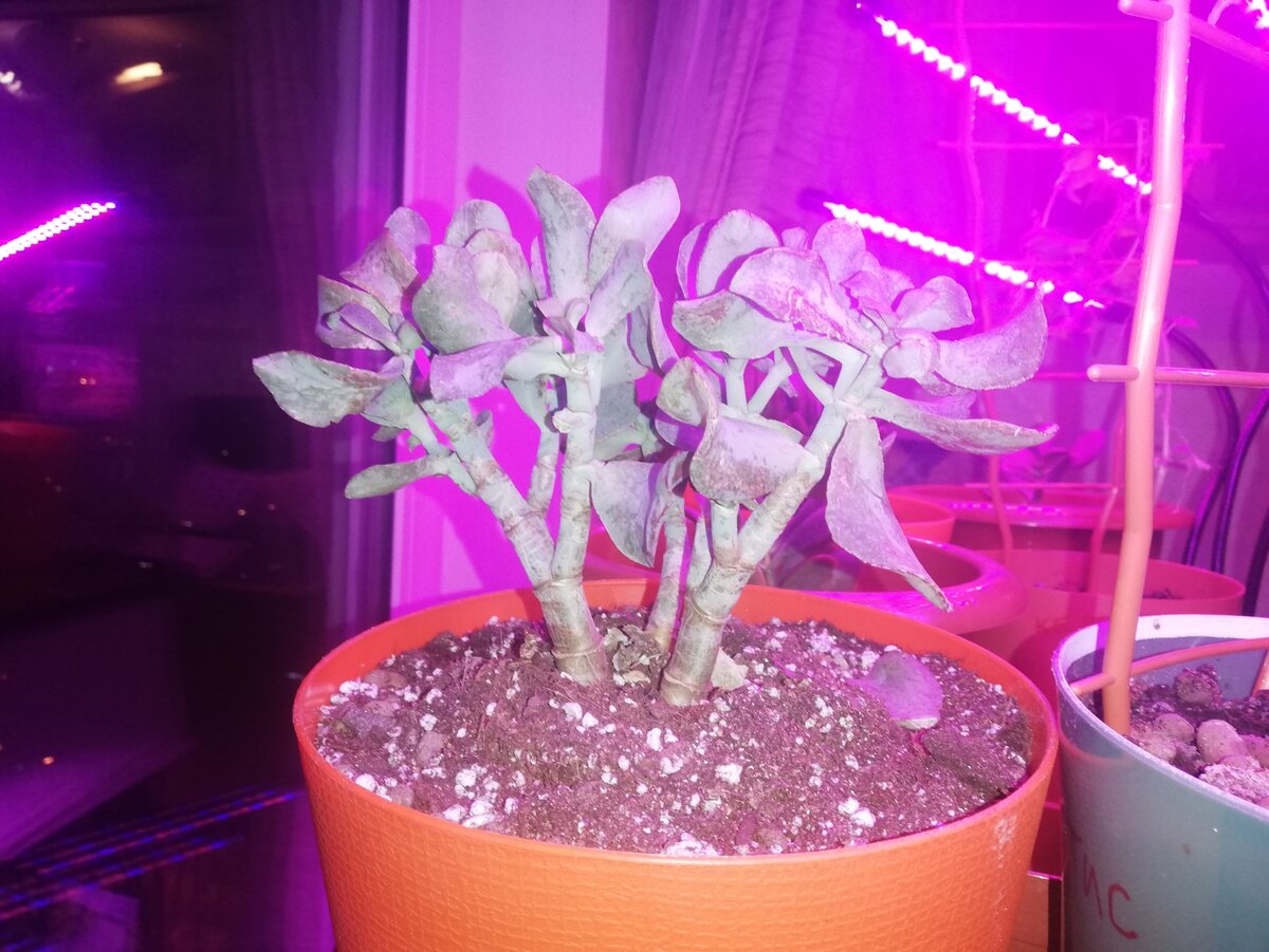 Бадьян настоящий