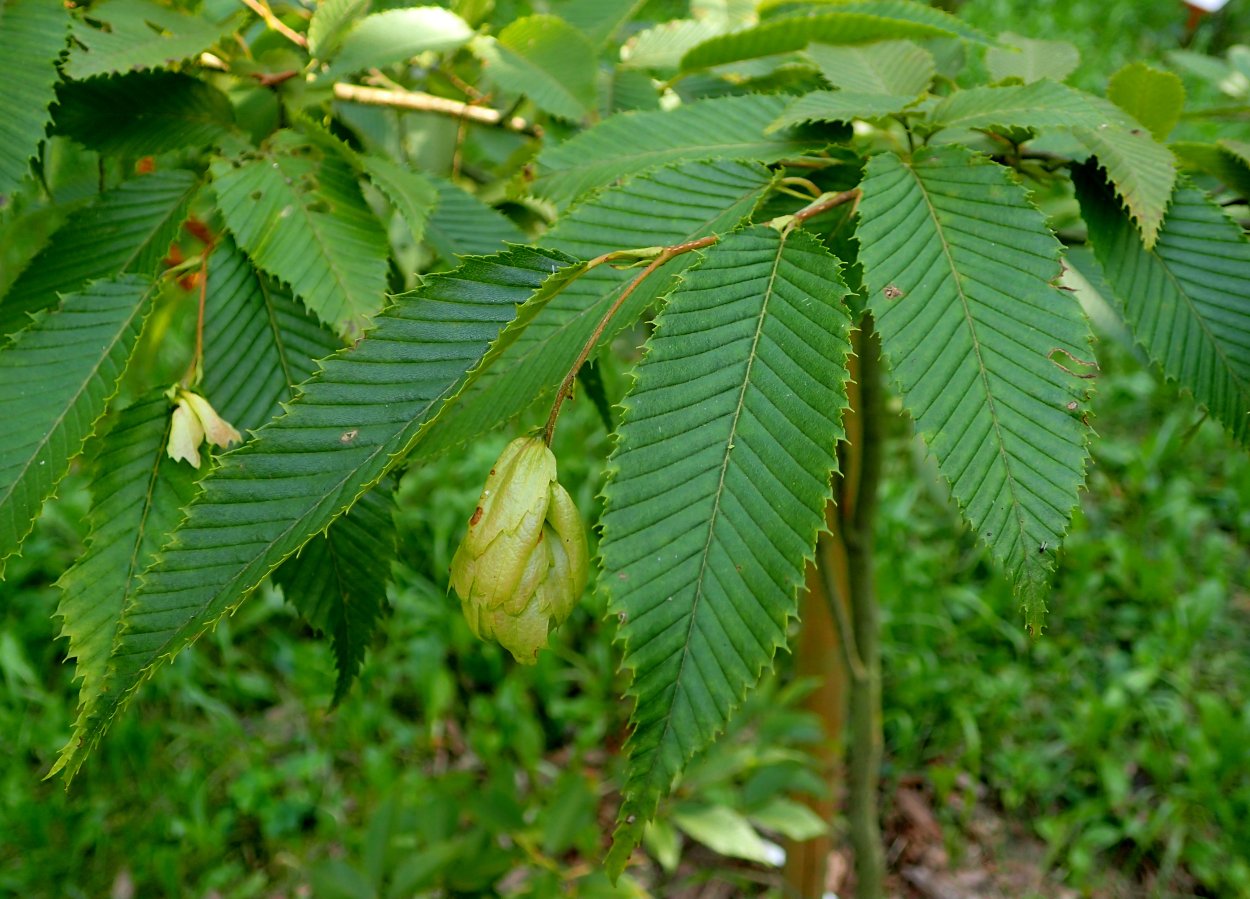 Граб каролинский