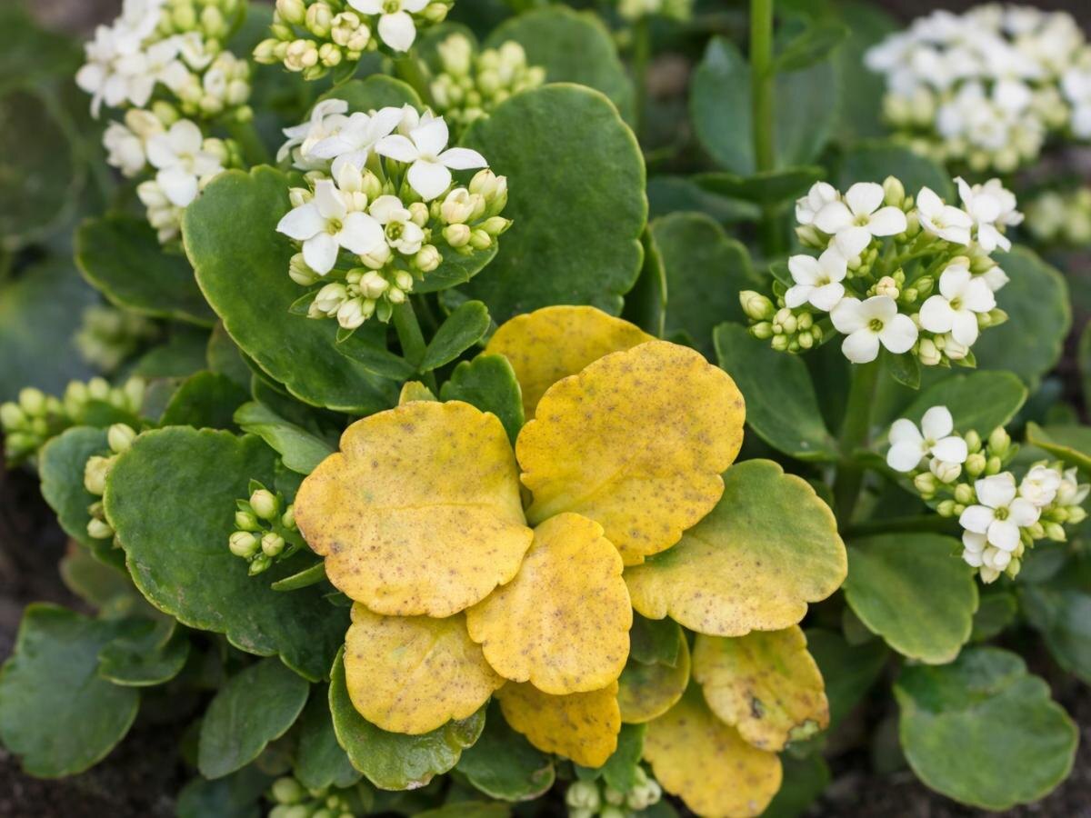 Гортензия черешковая Гортензия черешковая