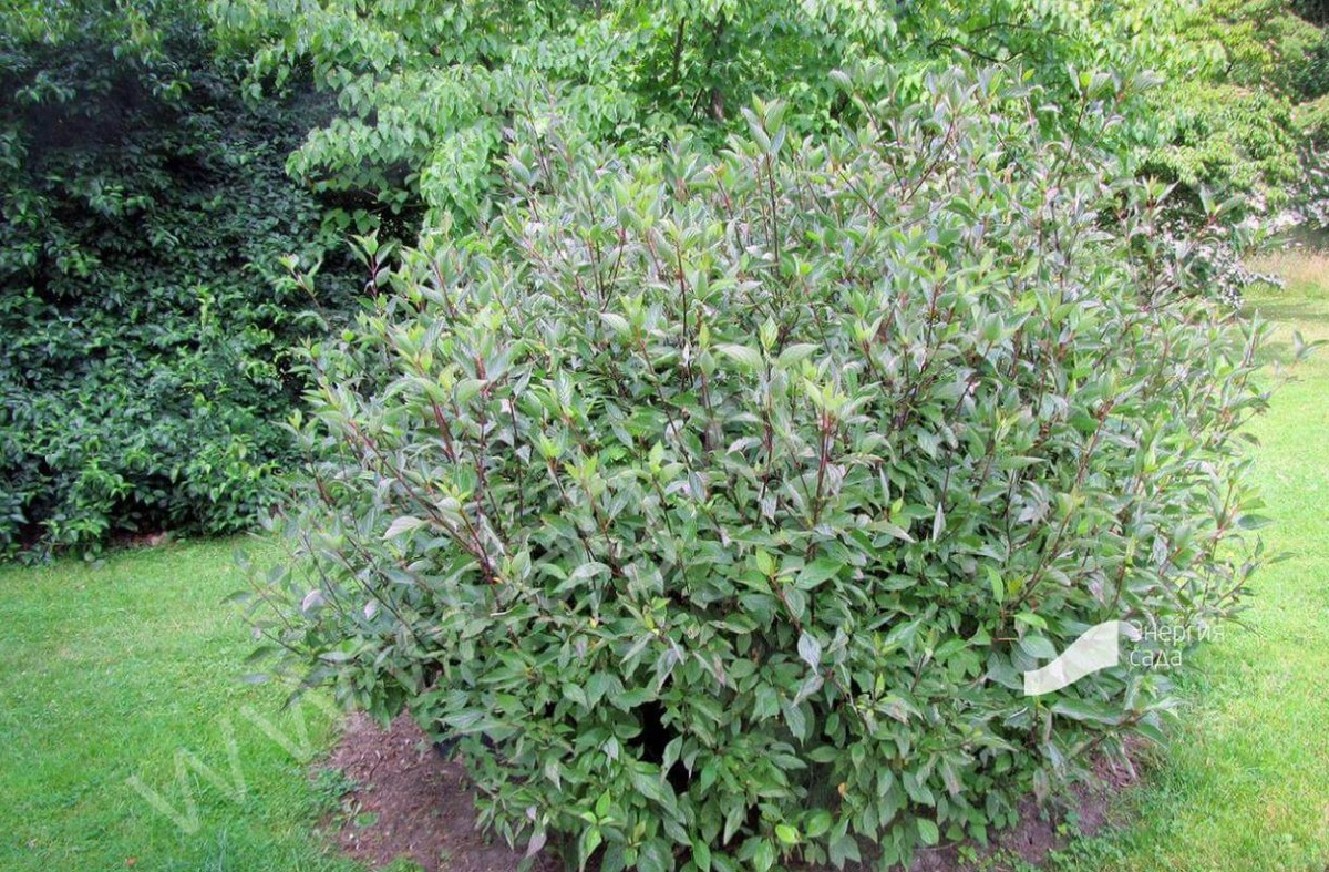 Дерен Натела Дерен Натела