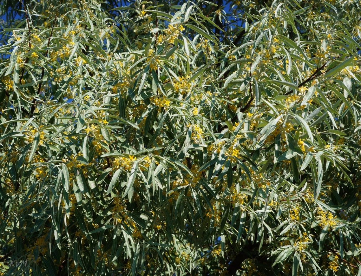 Лох маслинковый