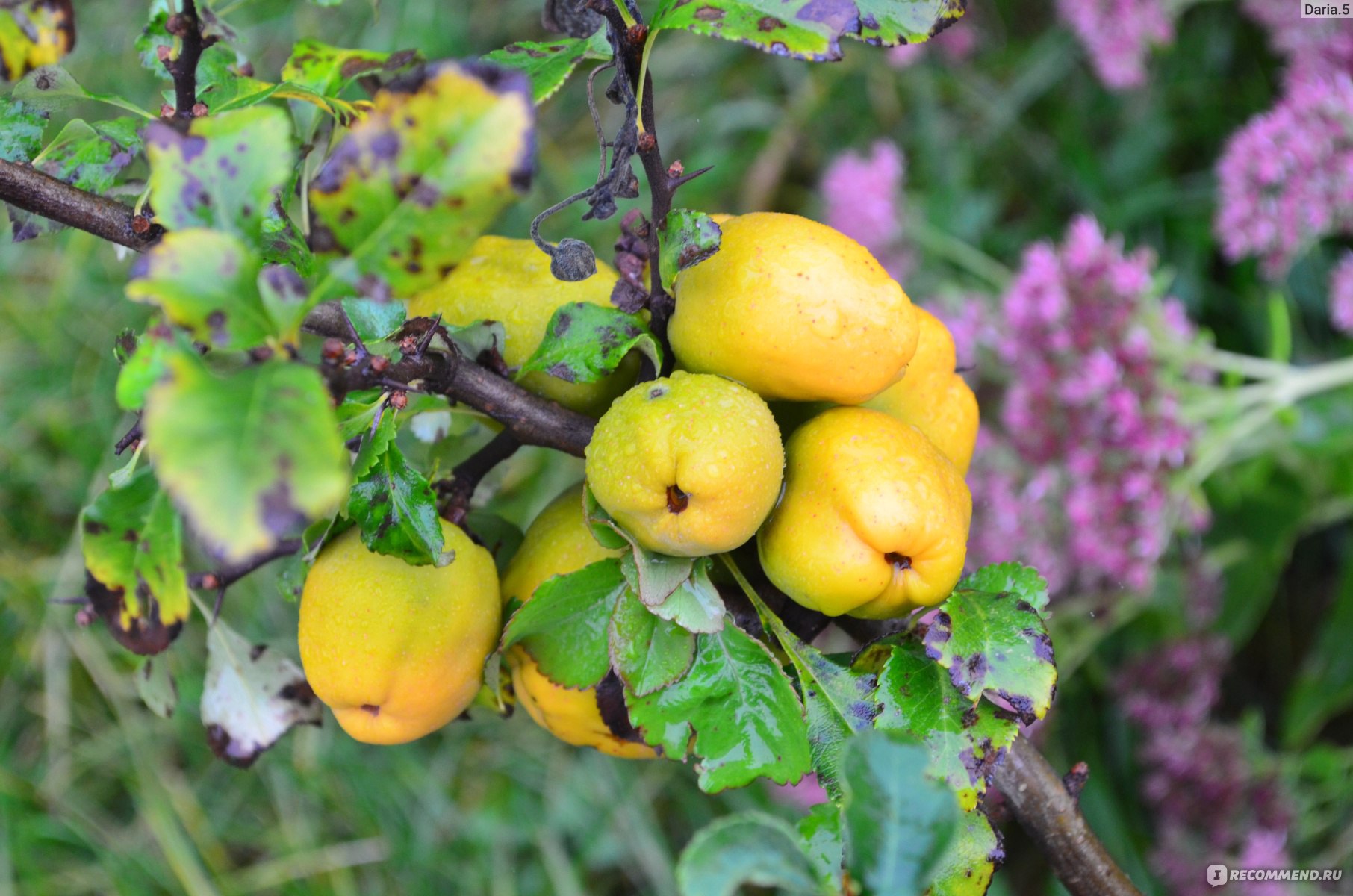 Айва яблоковидная