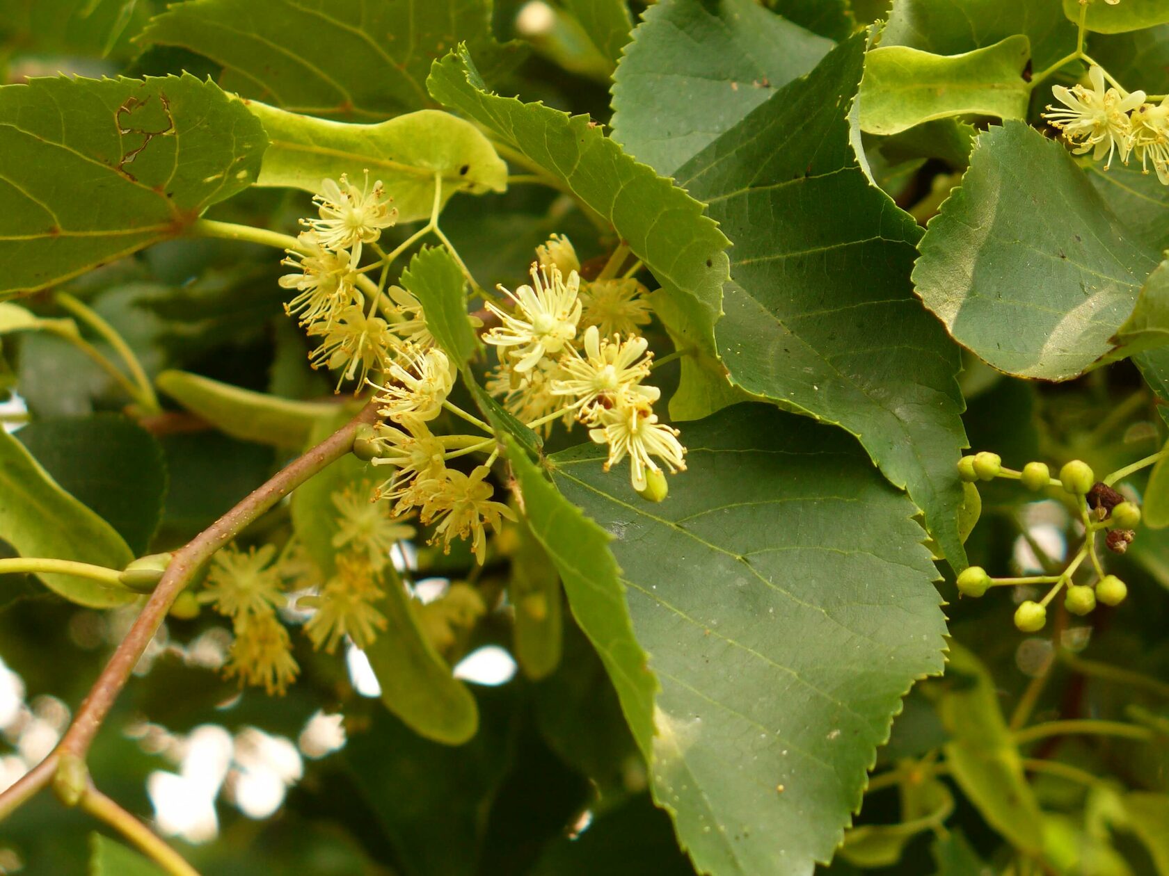 Липа серебристая Липа серебристая