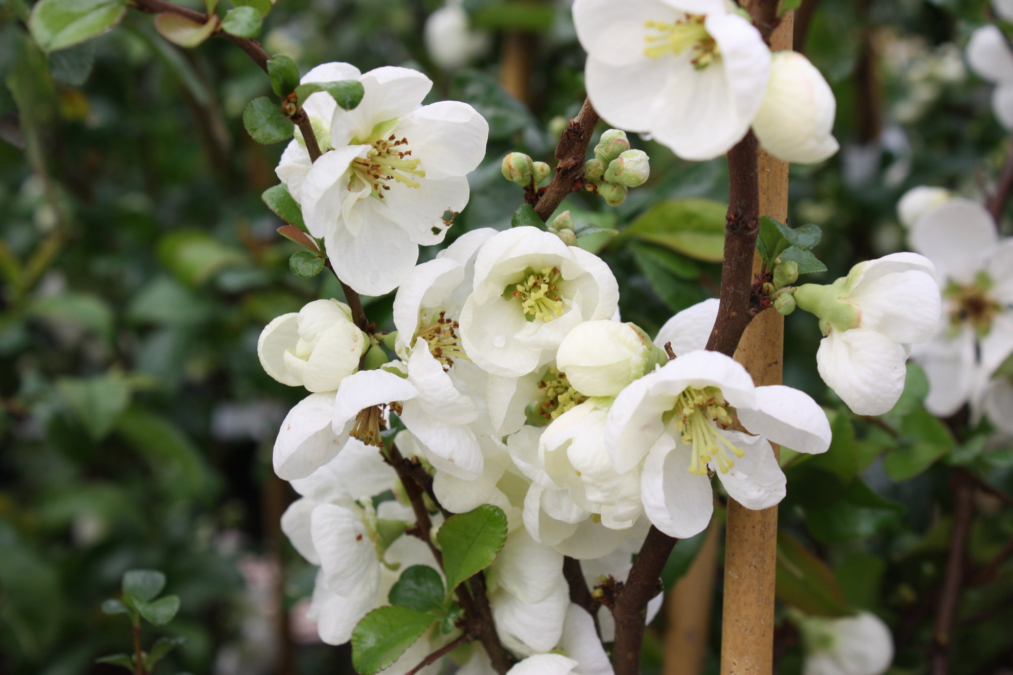 Айва мраморная