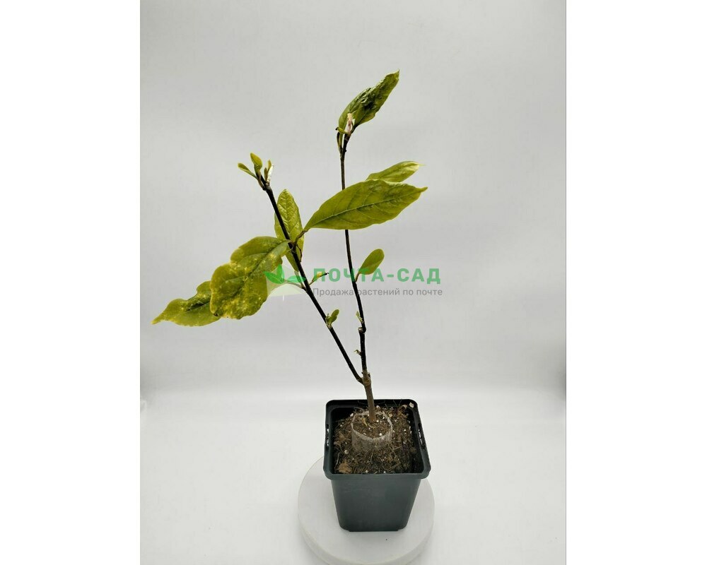 Магнолия звездчатая