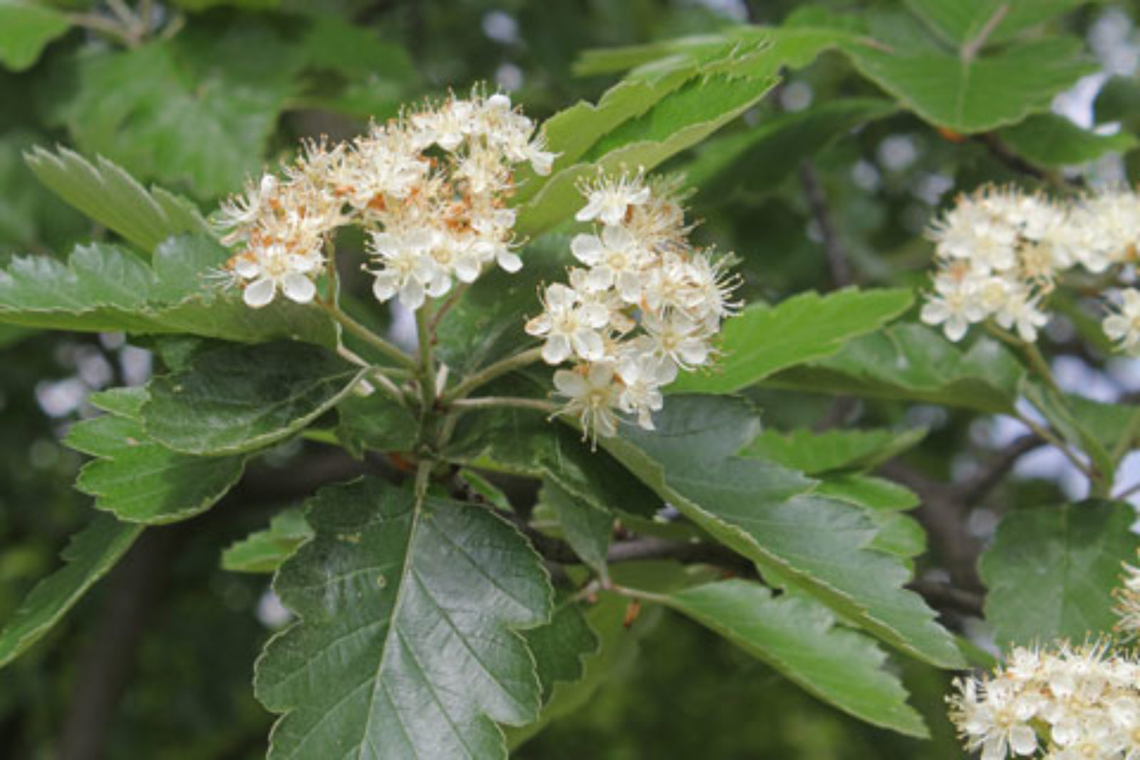 Рябина промежуточная