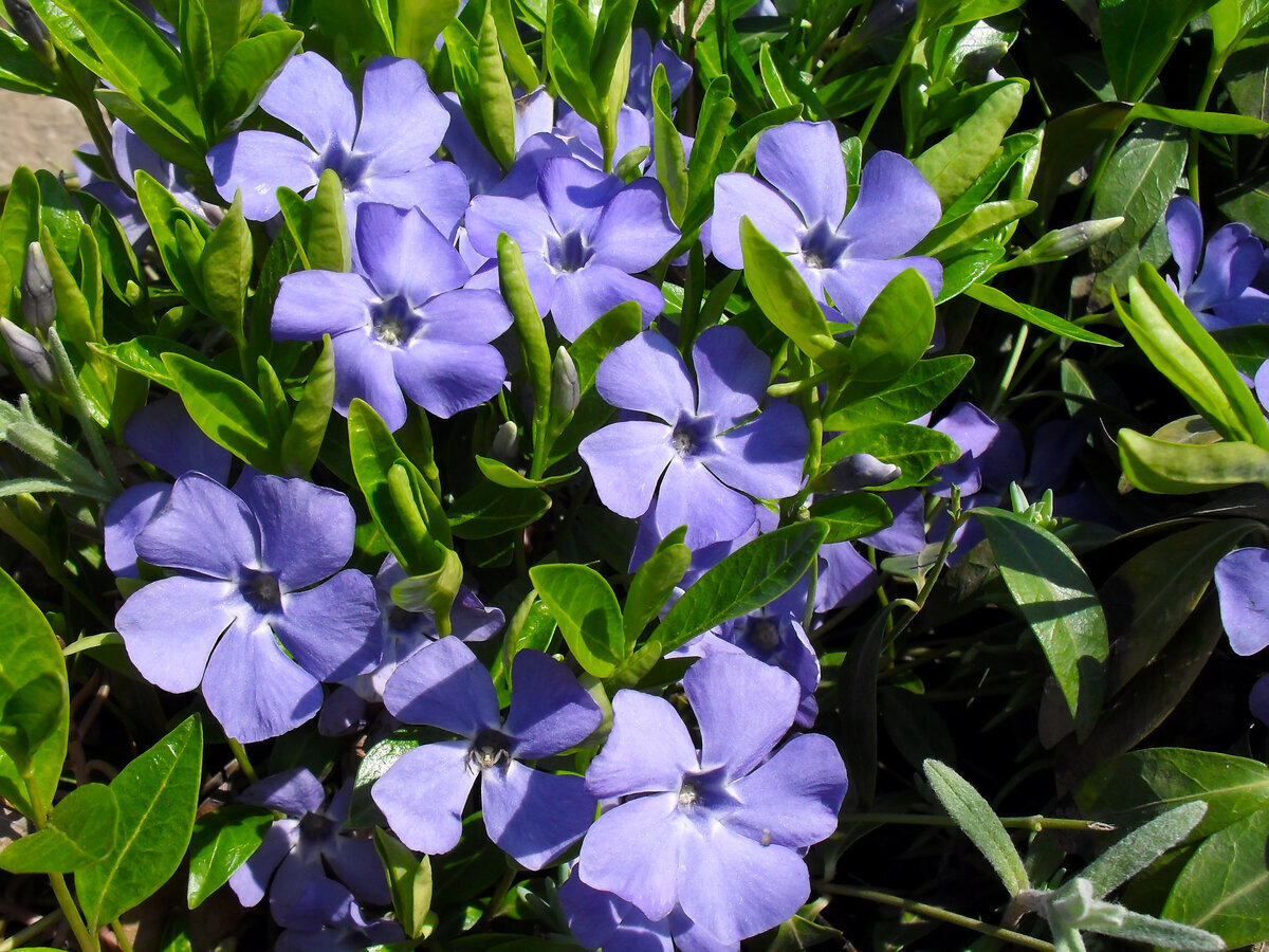 Барвинок малый