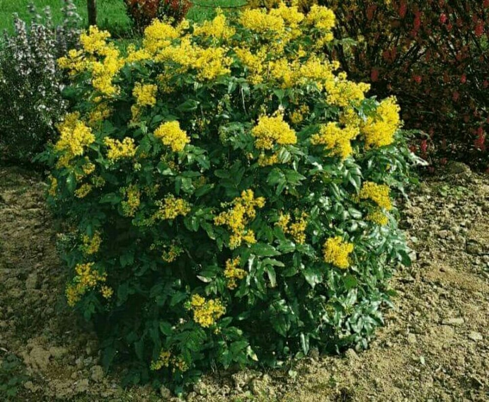 Магония падуболистная