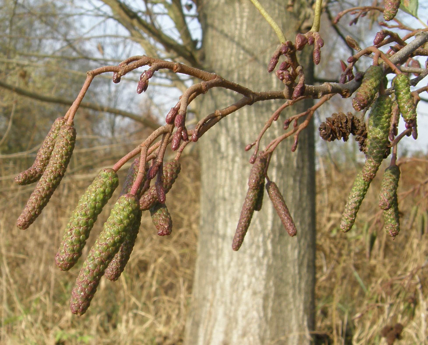 Ольха сибирская