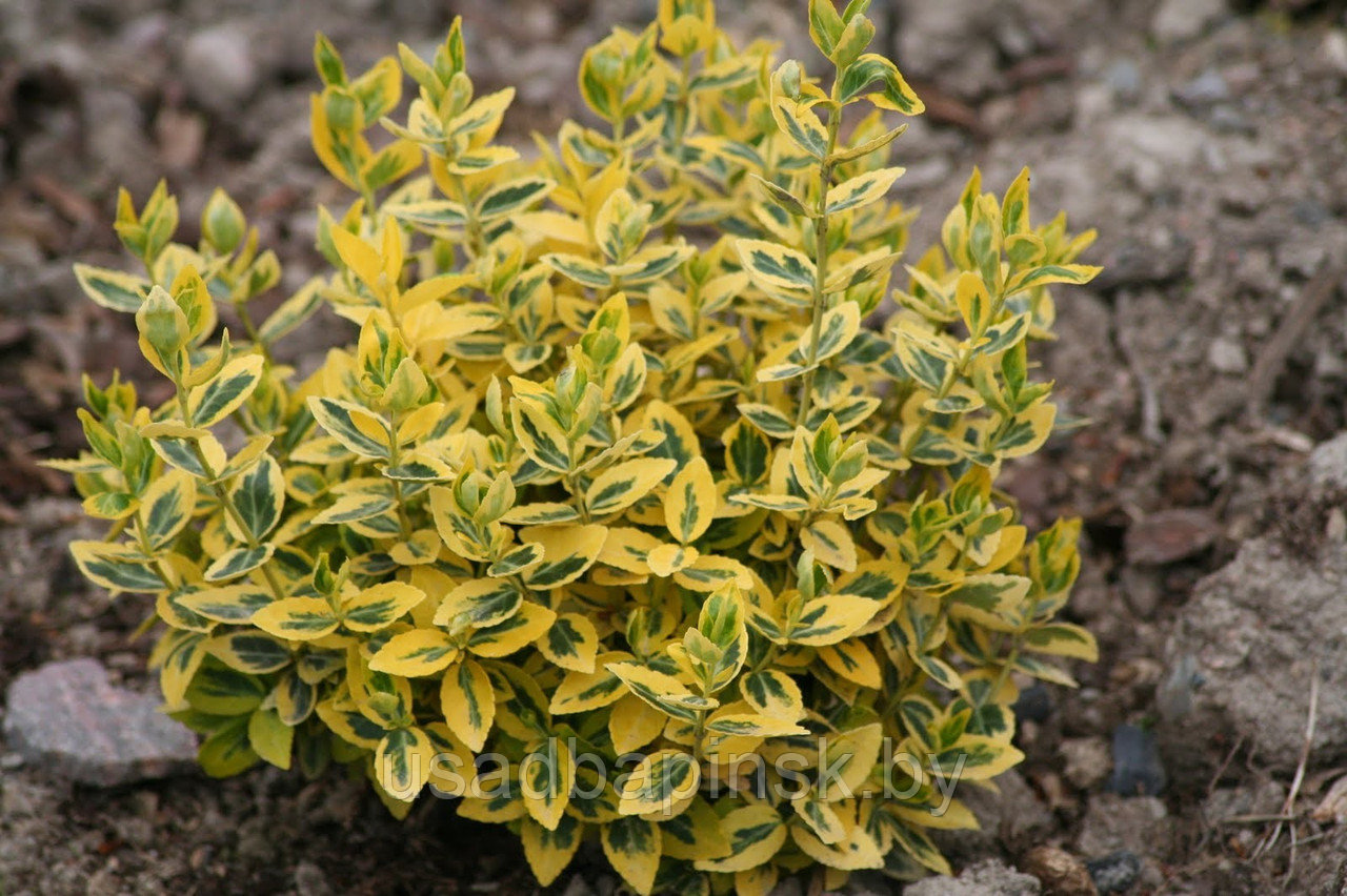 Бересклет Форчуна