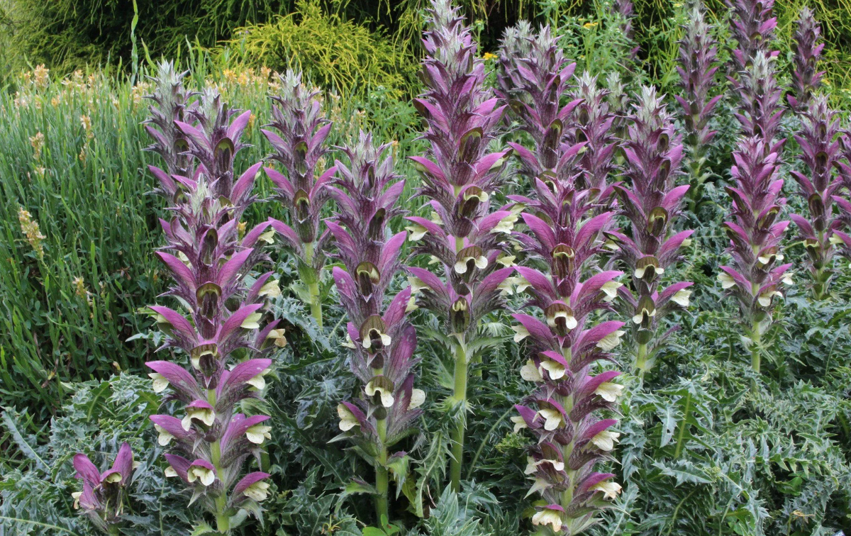 Аканта Аканта