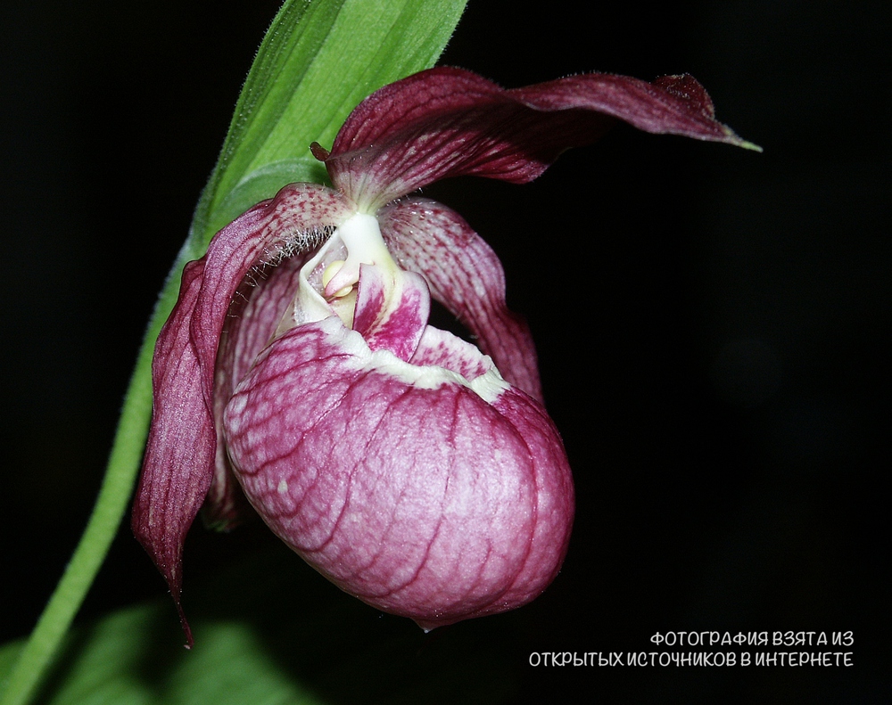 Башмачок бараноголовый Башмачок бараноголовый