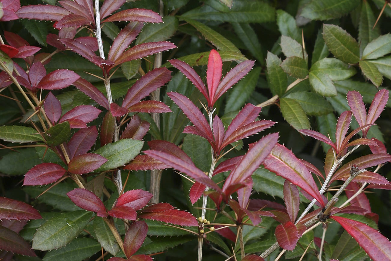 Барбарис Юлианы Барбарис Юлианы