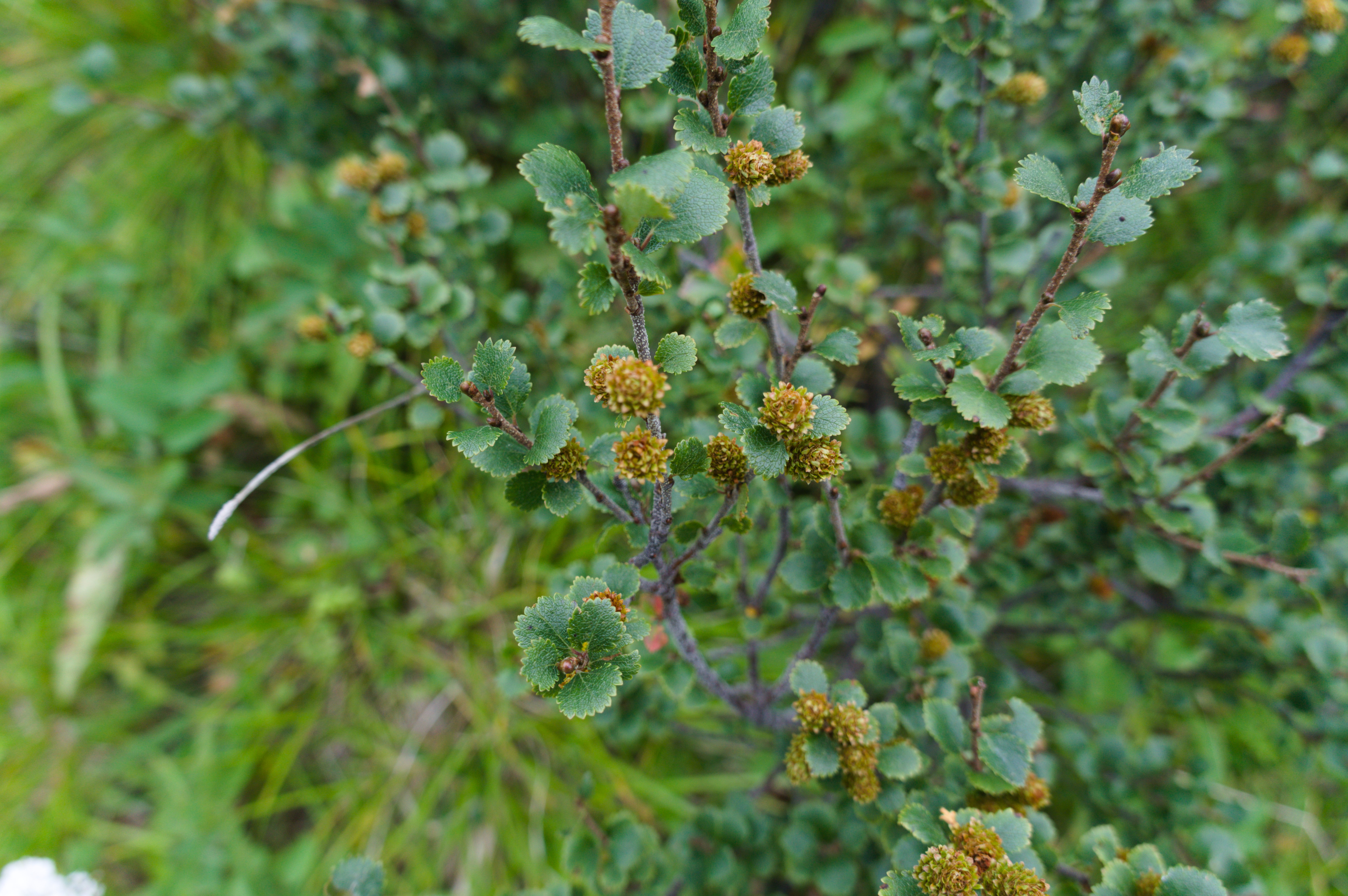 Береза карликовая Береза карликовая