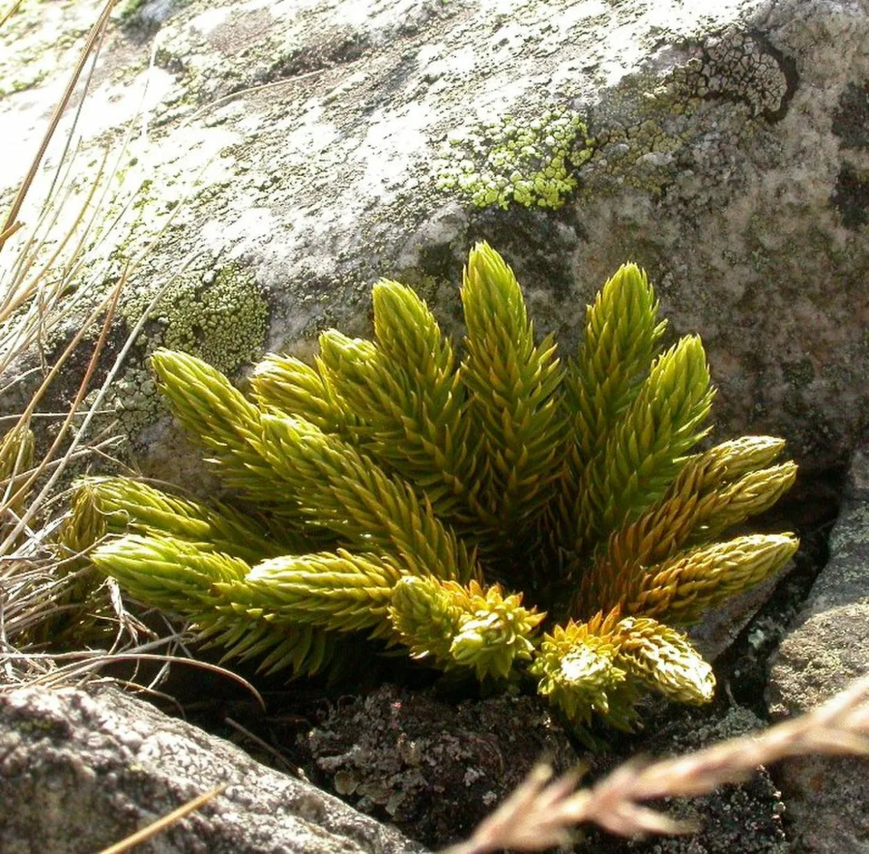 Баранец (растение)