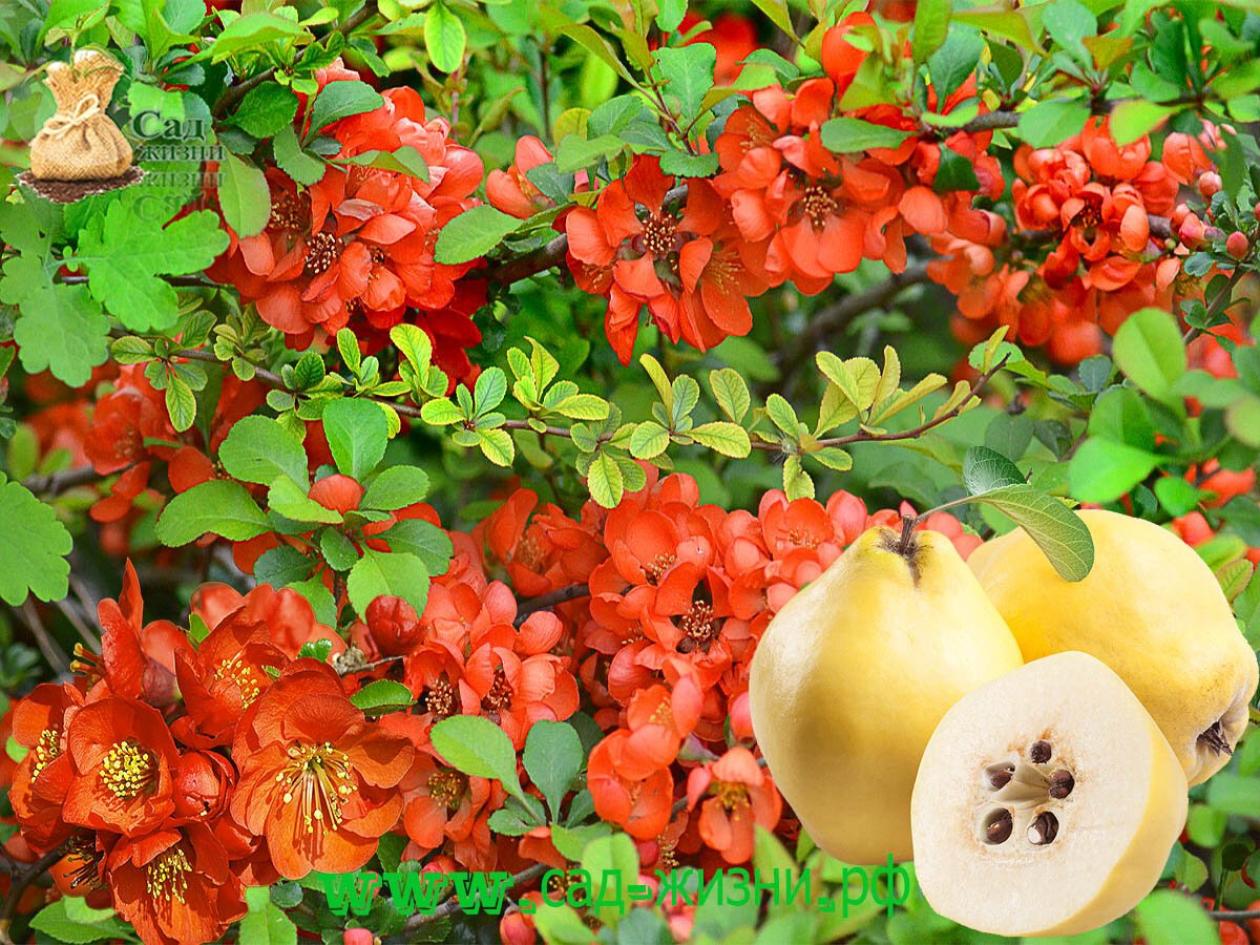 Айва катаянская Айва катаянская