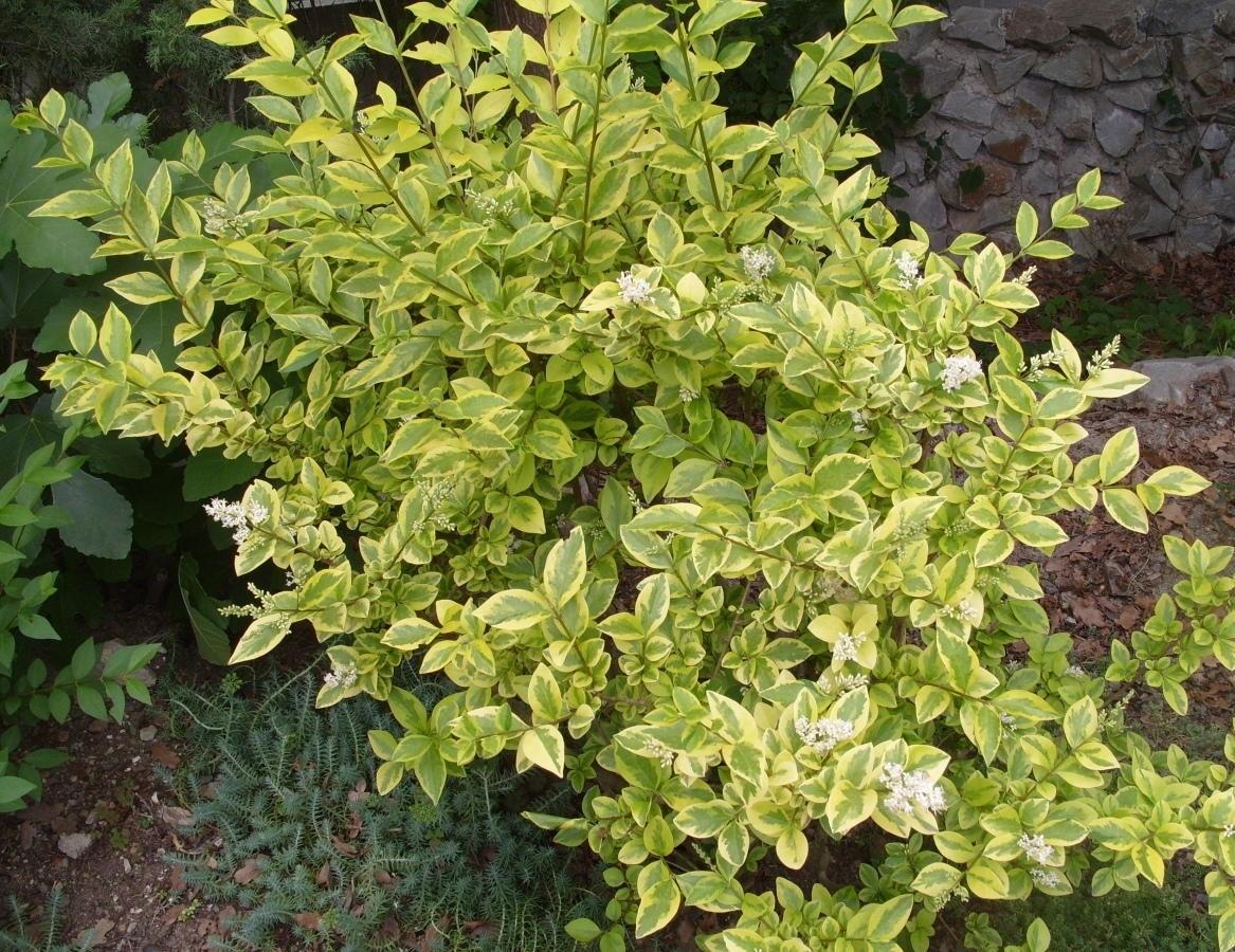 Бирючина золотистая