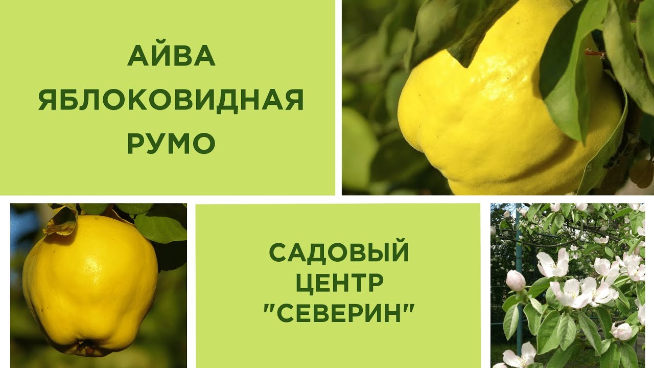 Айва яблоковидная