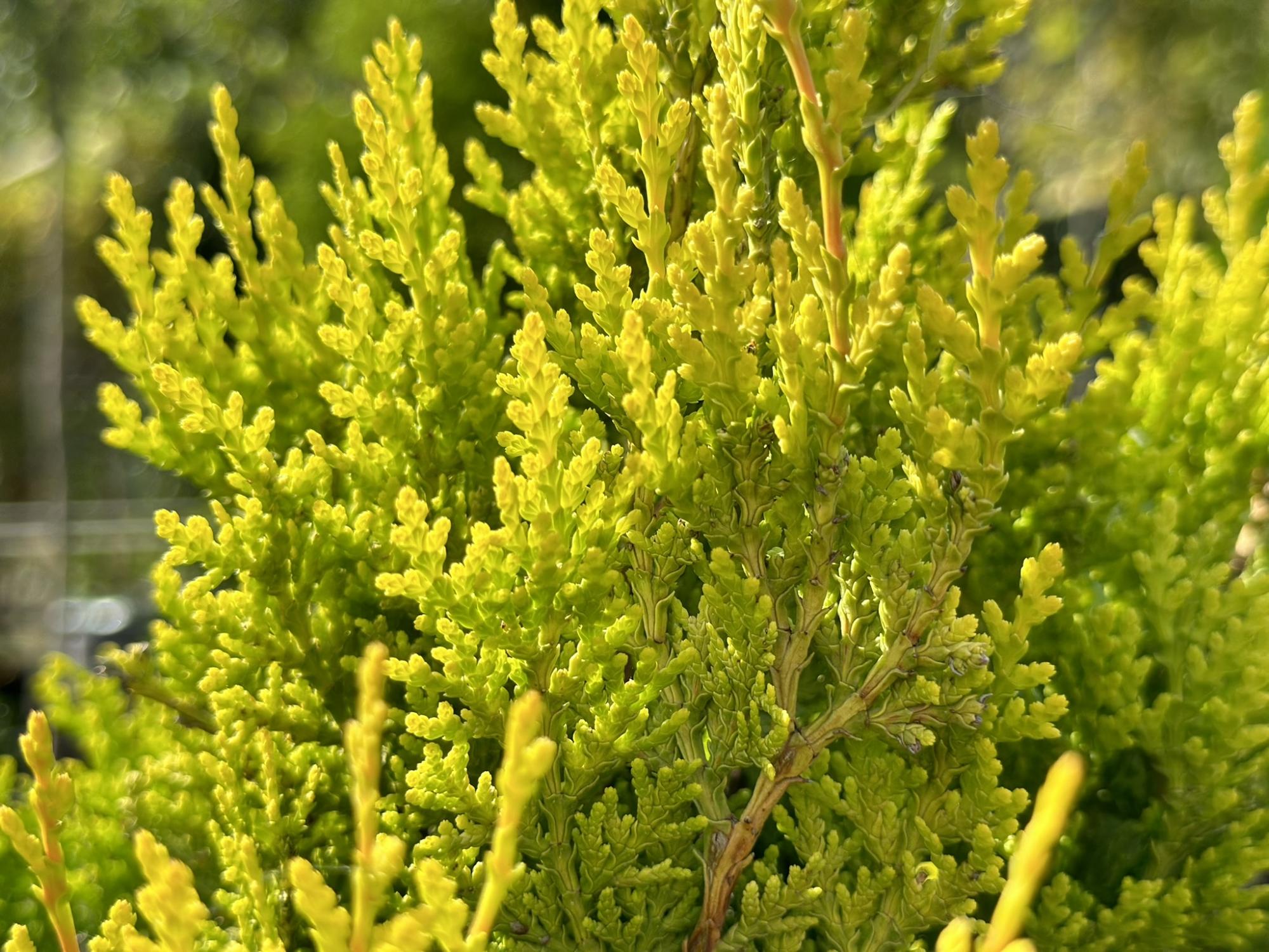 Туя восточная