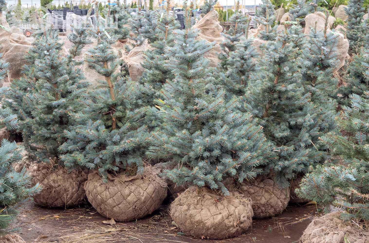 Ель колючая