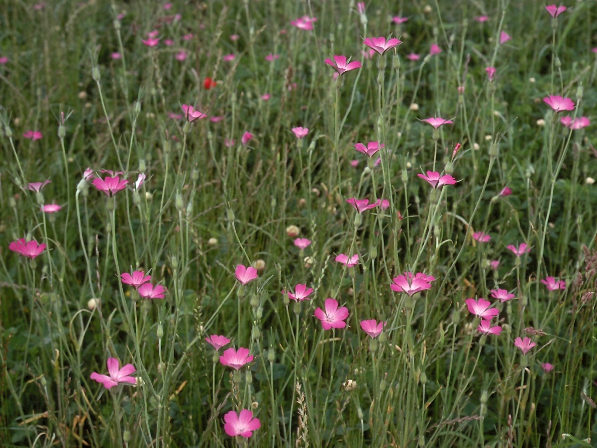 Гвоздичник Гвоздичник