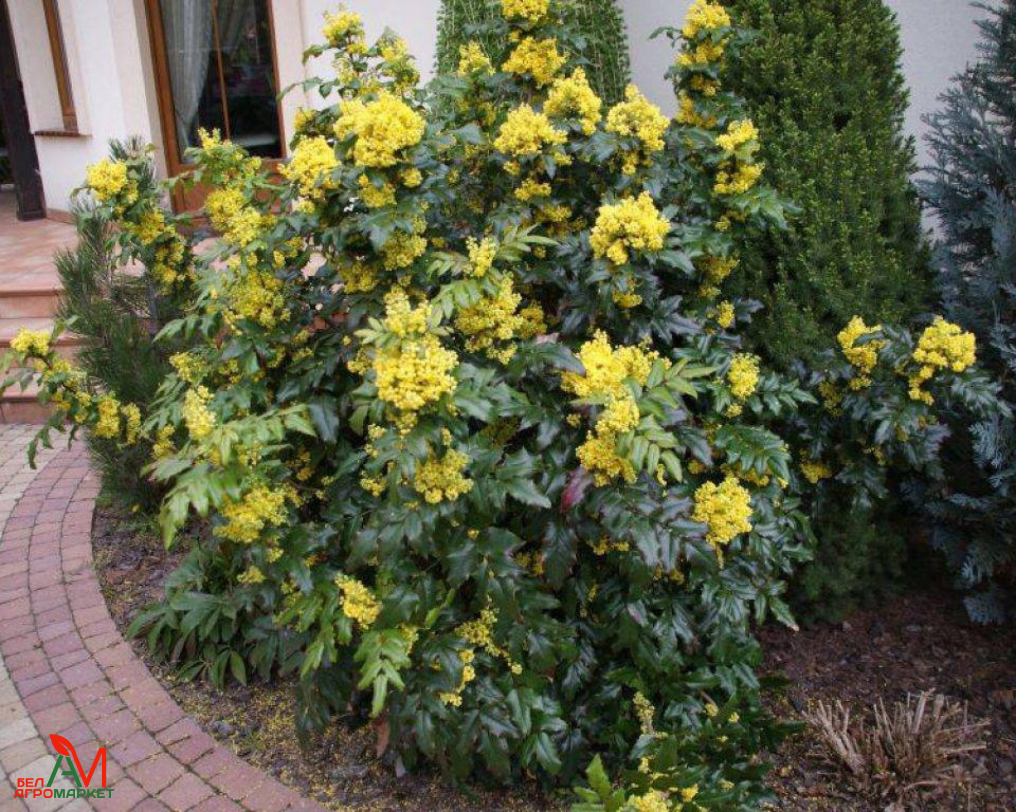 Магония падуболистная