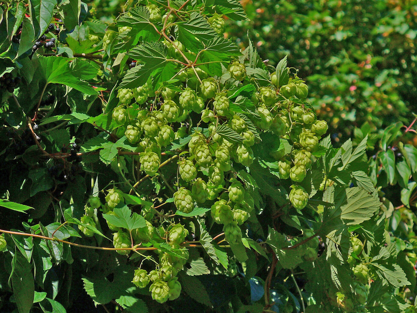 Хмель Lupulus