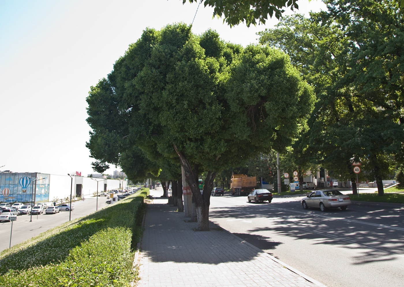 Вяз Андросова