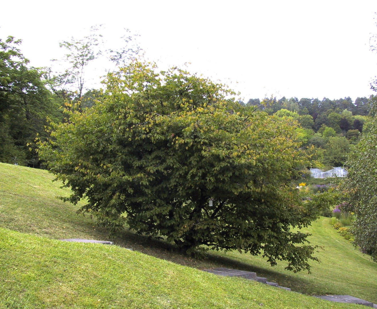 Граб каролинский