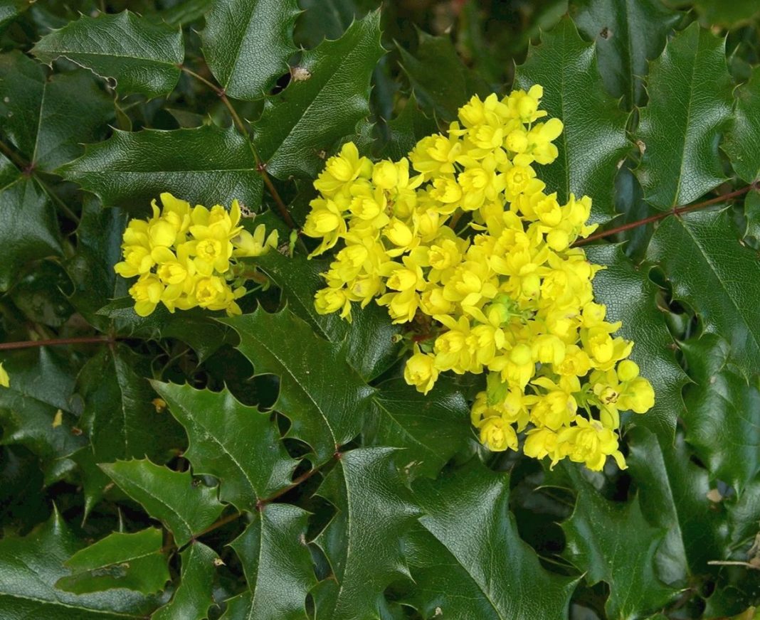 Магония падуболистная