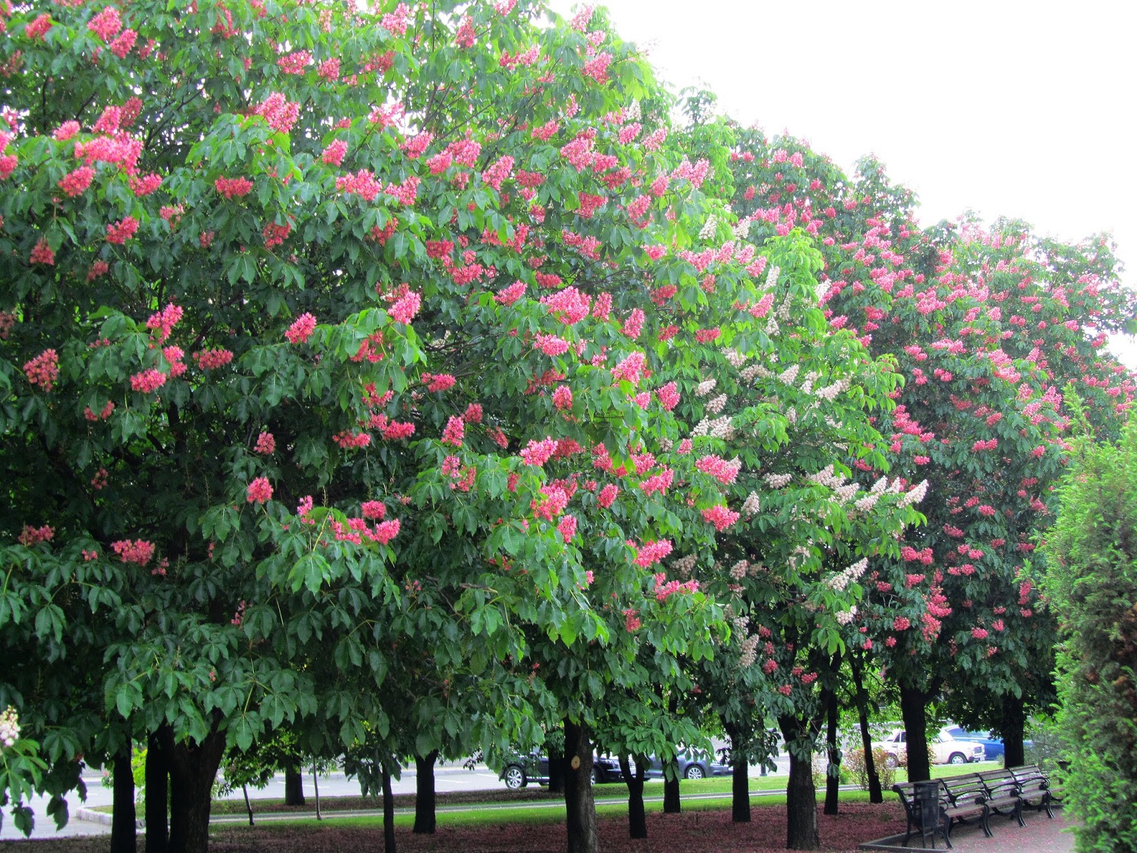 Каштан низкорослый