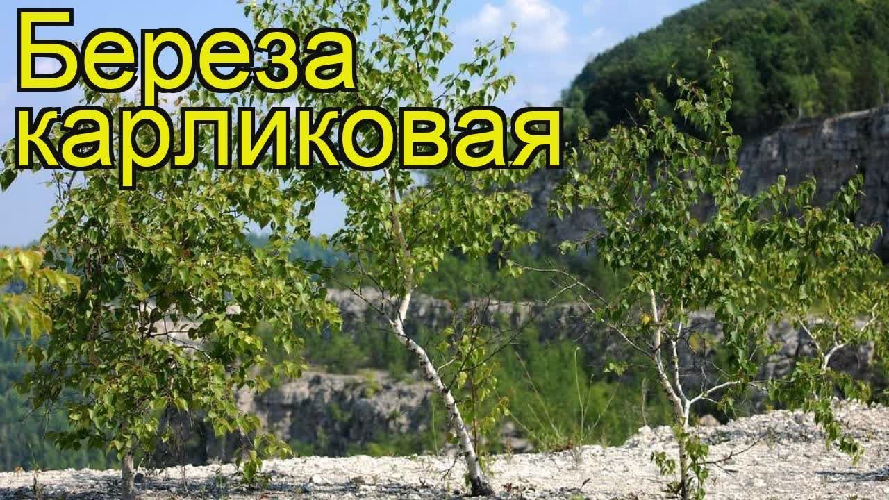 Береза карликовая Береза карликовая