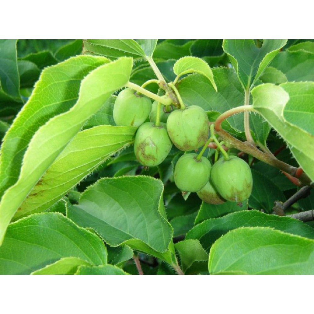 Актинидия Джиральда