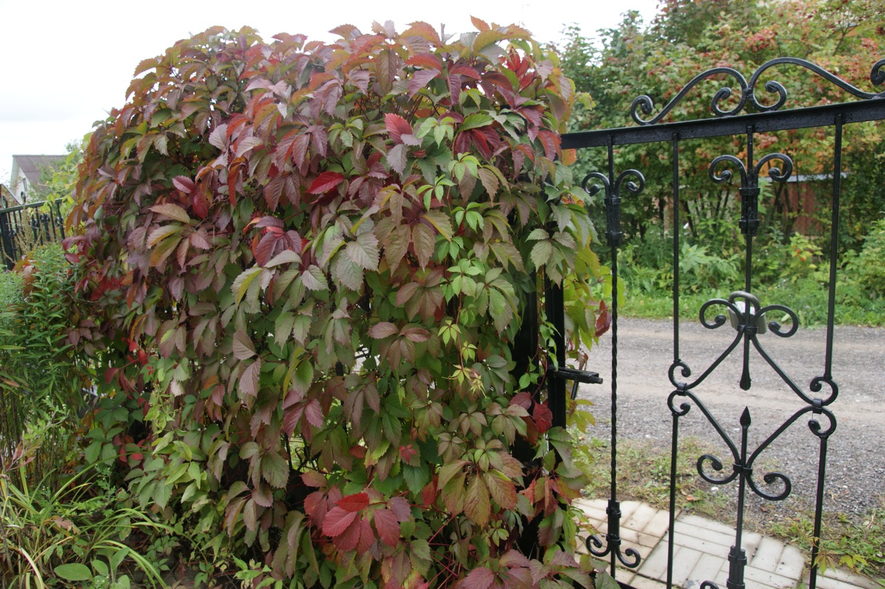 Девичий виноград Энгельмана