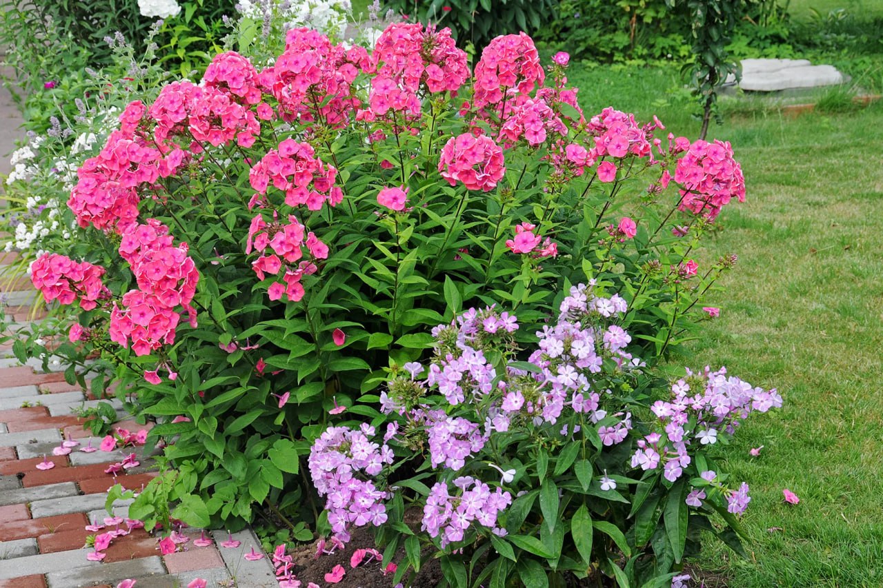Флокс