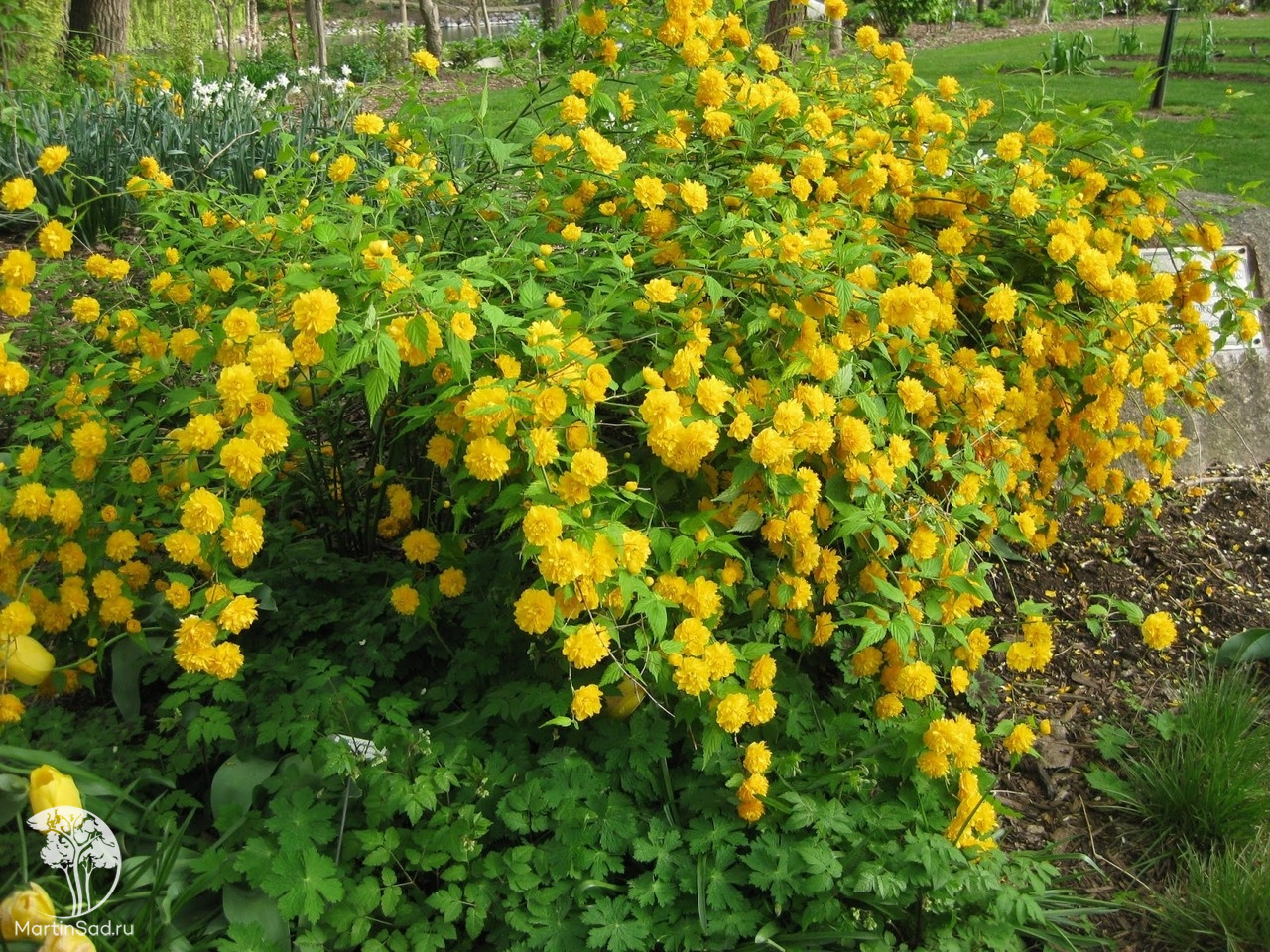 Керрия Керрия