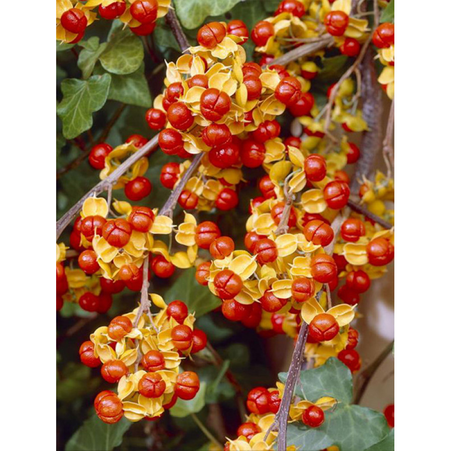 Древогубец американский