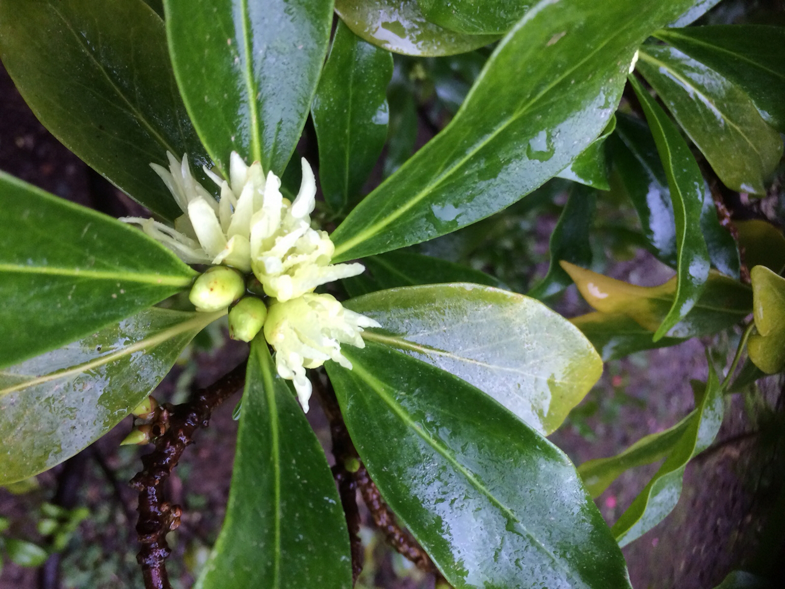 Бадьян настоящий